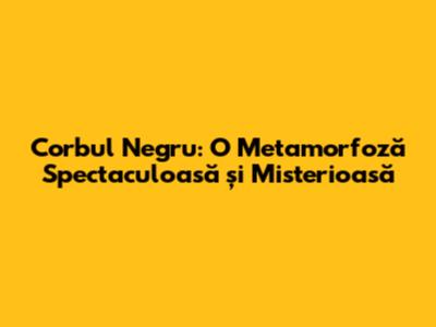 Corbul Negru: O Metamorfoză Spectaculoasă și Misterioasă