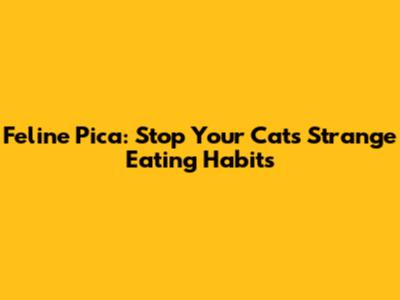 Feline Pica: Stop Your Cat's Strange Eating Habits