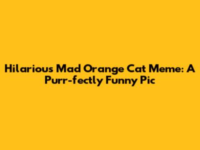 Hilarious Mad Orange Cat Meme: A Purr-fectly Funny Pic