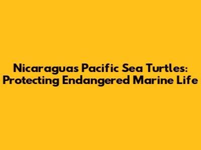 Nicaragua's Pacific Sea Turtles: Protecting Endangered Marine Life