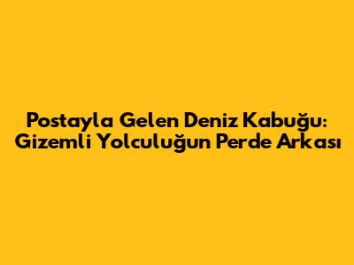 Postayla Gelen Deniz Kabuğu: Gizemli Yolculuğun Perde Arkası