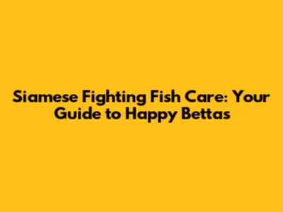 Siamese Fighting Fish Care: Your Guide to Happy Bettas