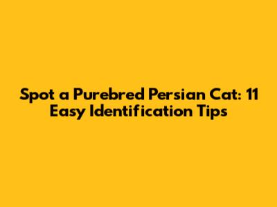 Spot a Purebred Persian Cat: 11 Easy Identification Tips