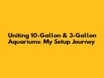 Uniting 10-Gallon & 3-Gallon Aquariums: My Setup Journey