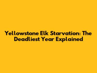 Yellowstone Elk Starvation: The Deadliest Year Explained